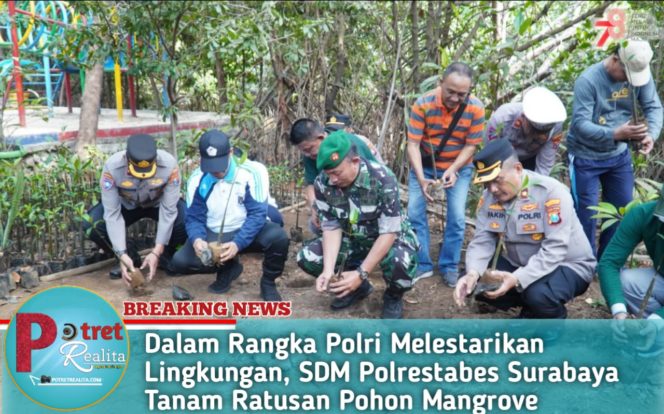 
 Dalam Rangka Polri Melestarikan Lingkungan, SDM Polrestabes Surabaya Tanam Ratusan Pohon Mangrove