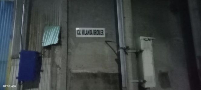 
 Pemotongan Ayam CV Milanda Broiler Diduga Ilegal