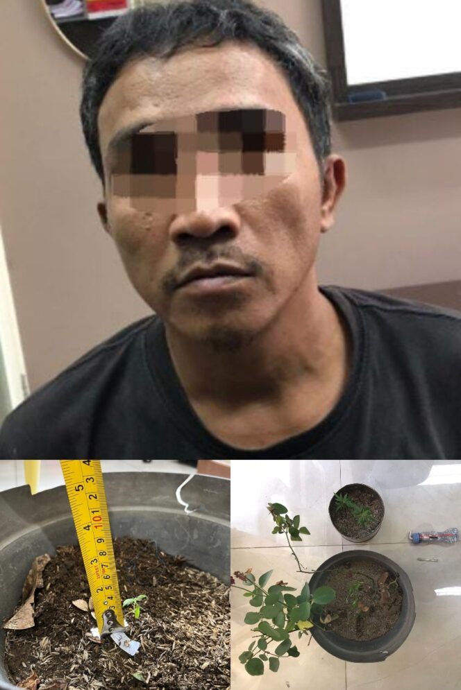 
 Terduga Pengedar Narkoba, 4 Pot Pohon Ganja Diamankan Polres Gresik