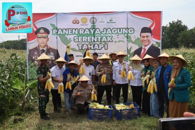 
 Polres Pelabuhan Tanjung Perak Ajak Mahasiswa Panen Jagung di Tambak Wedi, dalam Rangka Swasembada Pangan
